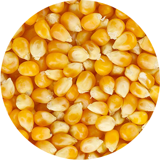 Universeed kukurudza