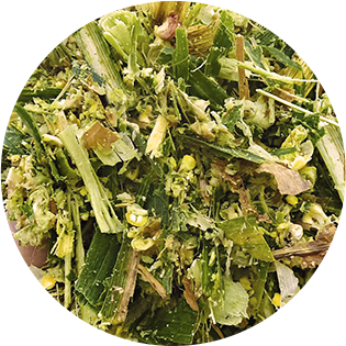 Universeed kukurudza 2